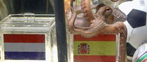 Das war eindeutig. Oktopus Paul sieht Spanien als Weltmeister. Harald Martenstein ist trotzdem für Holland - aus gutem Grund.