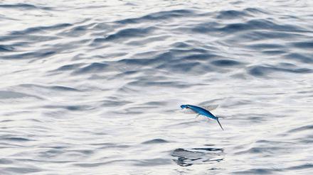 „Ein kleiner Kochfisch ging zur See/ traf einen Wal und sagte: He.“ Arezu Weitholz’ Gedichtband „Mein lieber Fisch“ versammelt 44 maritime Poeme. Foto: imagebroker/vario images