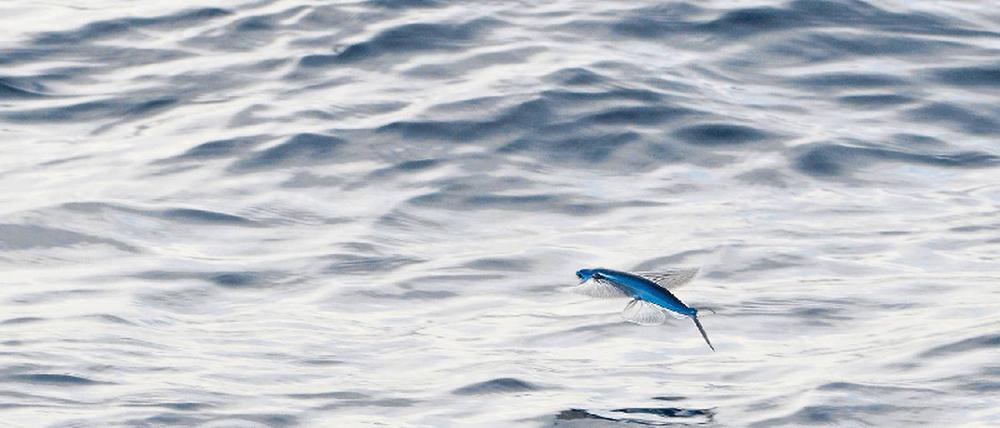 „Ein kleiner Kochfisch ging zur See/ traf einen Wal und sagte: He.“ Arezu Weitholz’ Gedichtband „Mein lieber Fisch“ versammelt 44 maritime Poeme. Foto: imagebroker/vario images