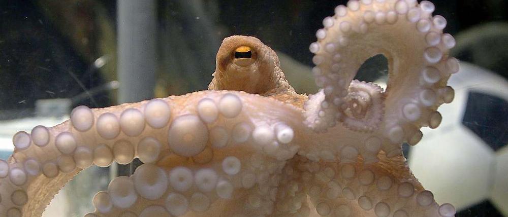 Deutschland-Fans können beruhigt sein, Krake Paul hat entschieden.