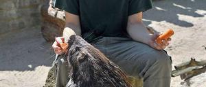 Stachelschweineber Leon sagt beim traditionellen "Tier-Orakel" im Tierpark Chemnitz eine Auftaktniederlage der deutschen Nationalmannschaft bei der Fußball-WM in Südafrika voraus.