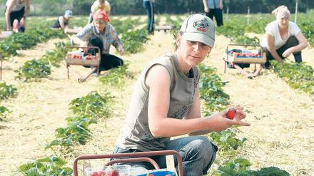 In langen Reihen. Die Erntehelfer sind gestern in Groß Kreutz auf die Erdbeerfelder ausgeschwärmt. Foto: ZB/Nestor Bachmann