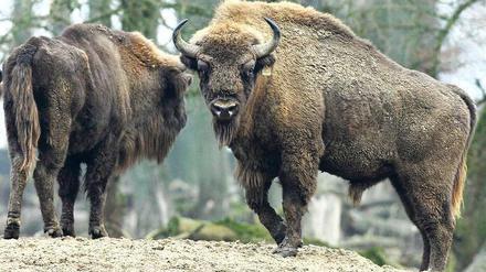 Urvieh. Der Wisent ist das größte Landsäugetier Europas. In der Döberitzer Heide lebt er jetzt wie in freier Natur. Foto:Jochen Lübke (dpa)