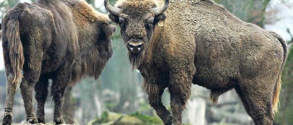 Urvieh. Der Wisent ist das größte Landsäugetier Europas. In der Döberitzer Heide lebt er jetzt wie in freier Natur. Foto:Jochen Lübke (dpa)