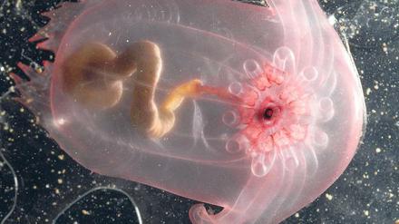Tiere aus der Tiefe. Auch dieses Lebewesen fanden Meeresforscher bei ihren Expeditionen. Es handelt sich um eine Seegurke. Sie wurde in mehr als zwei Kilometer Tiefe gefunden. 