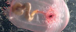 Tiere aus der Tiefe. Auch dieses Lebewesen fanden Meeresforscher bei ihren Expeditionen. Es handelt sich um eine Seegurke. Sie wurde in mehr als zwei Kilometer Tiefe gefunden.