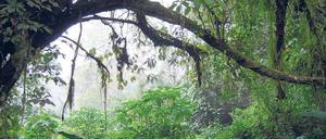 Im Dickicht der Klimaschutzregeln. Die deutsche Industrie unterstützt weltweit Projekte, die den Ausstoß von CO2 vermeiden sollen.