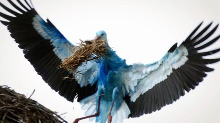 Storch