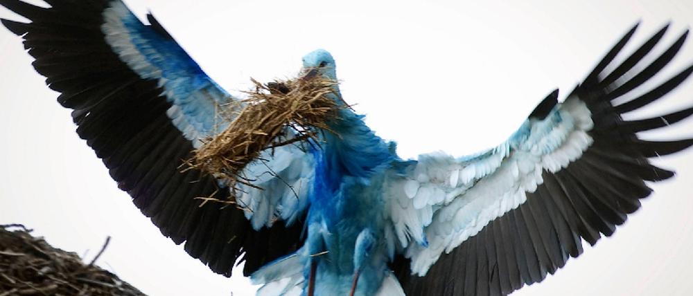Storch