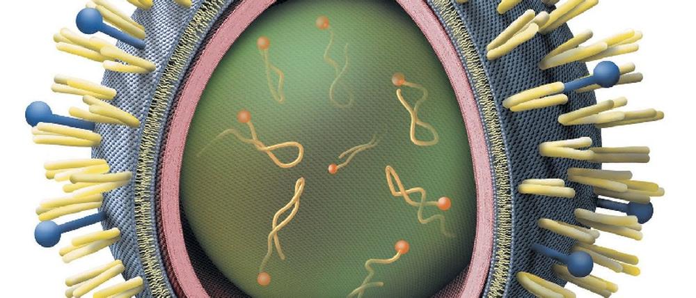 Virus