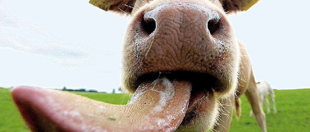 Milch