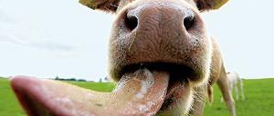 Milch