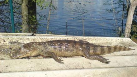 Krokodil Eiswerder