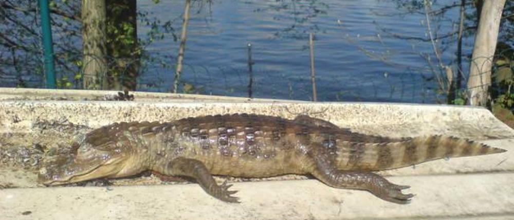 Krokodil Eiswerder