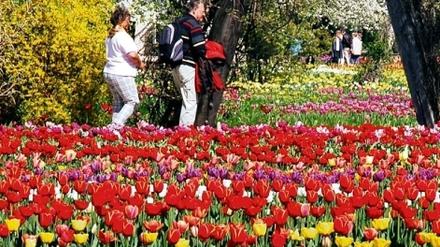 Blüten