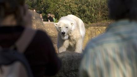 Eisbär