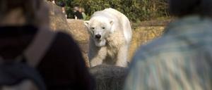 Eisbär