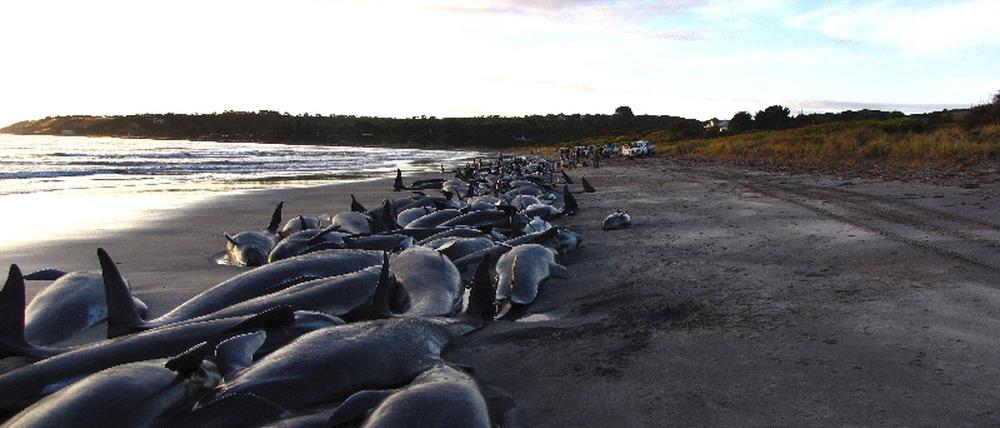 Massensterben in Australien - 200 Wale und Delfine gestrandet