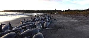 Massensterben in Australien - 200 Wale und Delfine gestrandet