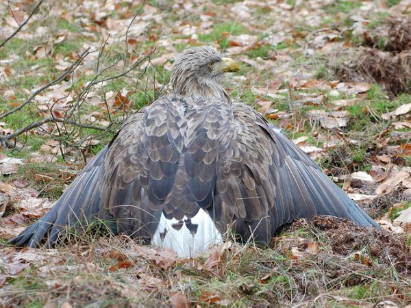 Seeadler mit Bleivergiftung gefunden
