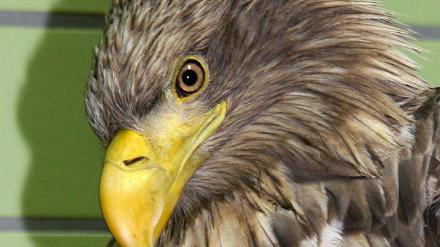 Berliner Seeadler in Tierklinik