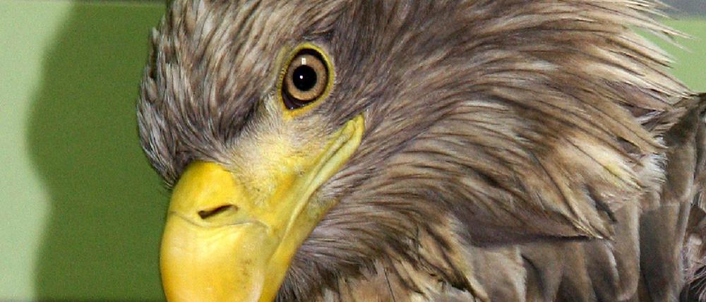 Berliner Seeadler in Tierklinik