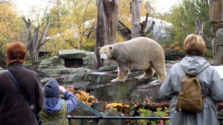 Knut