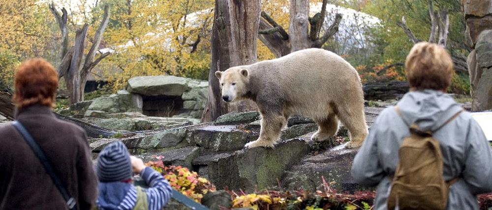Knut