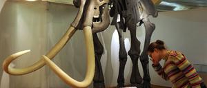 Ausstellung "Mammut, Moschusochse und Rentierjäger"