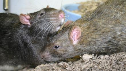 Ratten