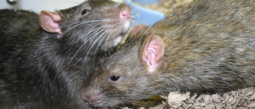 Ratten