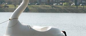 Schwan Petra