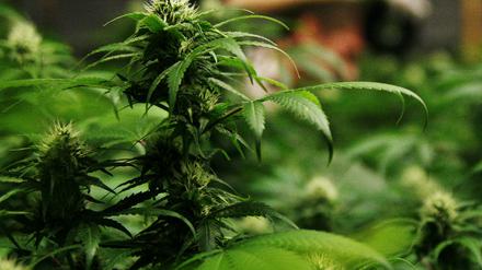 Cannabis