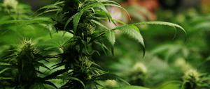 Cannabis