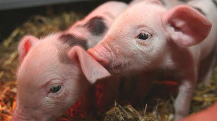 Schweine