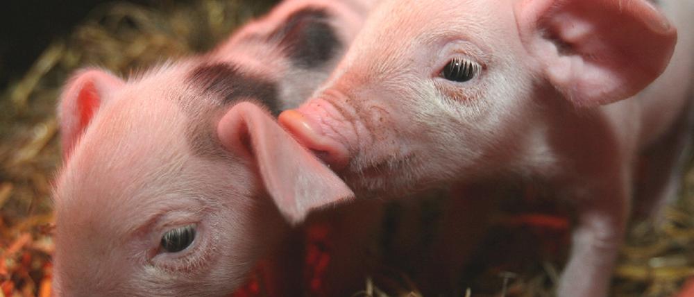 Schweine