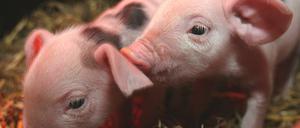 Schweine