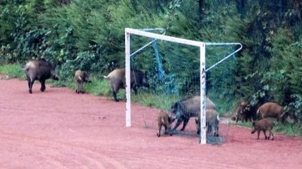 228685_3_080903_wildschweine.jpg