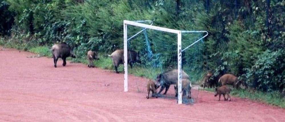 228685_3_080903_wildschweine.jpg