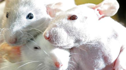 Ratten