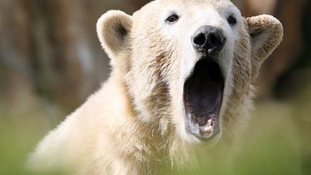 Berliner Zoo