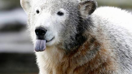 Knut