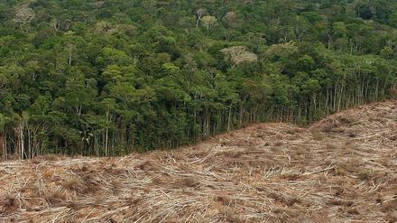 Kohlenstoff- und artenreiche Lebensräume wie Regenwälder zu erhalten oder wiederherzustellen nützt dem Klima- und dem Artenschutz.