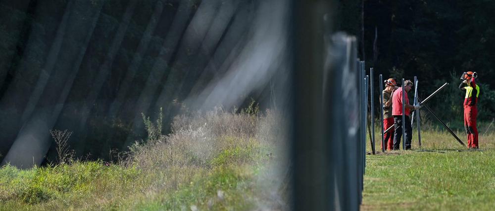 Mitarbeiter des Landesbetriebes Forst Brandenburg errichten nahe dem deutsch-polnischen Grenzfluss Neiße einen festen Zaun gegen die Schweinepest. 