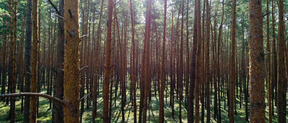Das trockene und sehr warme Wetter sorgt in weiten Regionen Brandenburgs immer wieder für hohe Waldbrandgefahrenstufen.