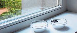 Wellenreiten. Die kleine Installation „Ein Maß des Lebens“ von Akinori Tao (2019).