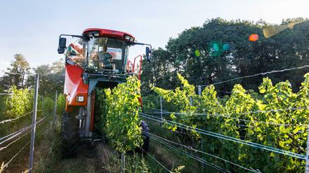  Staufen im Breisgau: Ein sogenannter Vollernter fährt in einem Weinberg durch die Reben und erntet die dort gewachsenen Trauben von den Rebstöcken. 