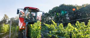  Staufen im Breisgau: Ein sogenannter Vollernter fährt in einem Weinberg durch die Reben und erntet die dort gewachsenen Trauben von den Rebstöcken. 