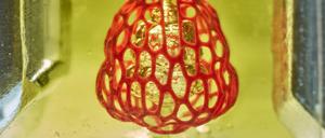 Ein Modell eines lungenähnlichen Luftsacks mit Atemwegen und Blutgefäßen haben Biotechnologen Rice University in Houston, Texas, mit einem neuen 3D-Druck-Verfahren hergestellt. 