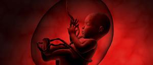 Wie die Plazenta den Embryo versorgt, ist kaum erforscht. Das soll sich mit Plazenta-Gewebe aus der Retorte nun ändern.